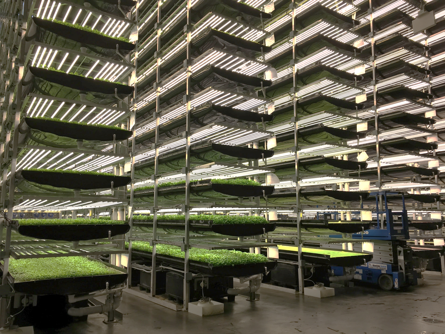 Agricultura vertical: vegetales a la carta ultra-locales (versión 2025)