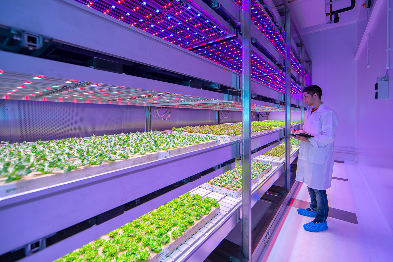 Agricultura indoor: qué es y cómo cambiará la forma de alimentarnos