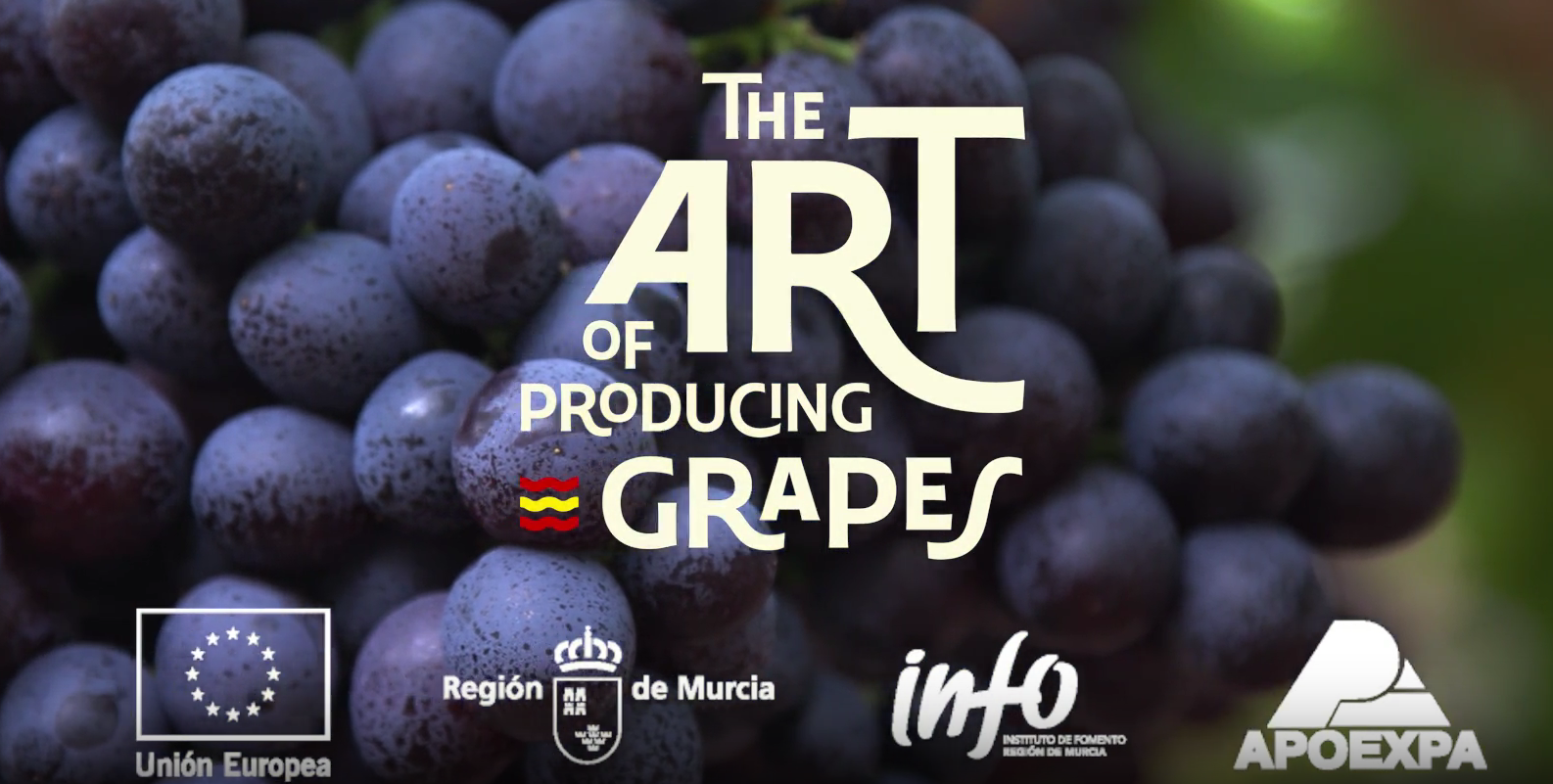 International Table Grape Symposium 2026